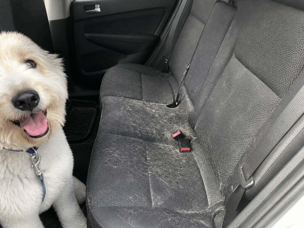 Un esponjoso perro blanco se sienta feliz en un coche junto a un asiento trasero cubierto de pelo de perro, con dos hebillas de cinturón de seguridad rojas a la vista.